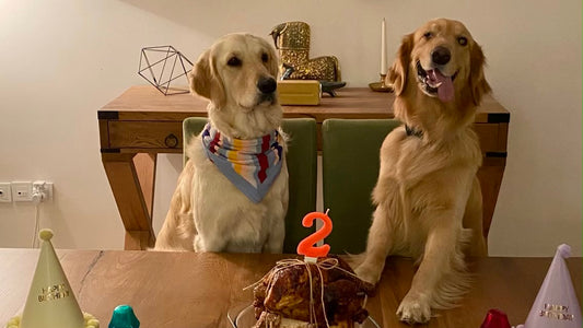 Pet-Proofing Your Home: A Complete Safety Checklist
