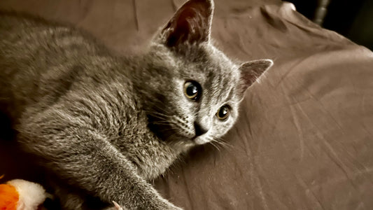 Caring for Your Feline Friend: Essential Tips for Cat Owners