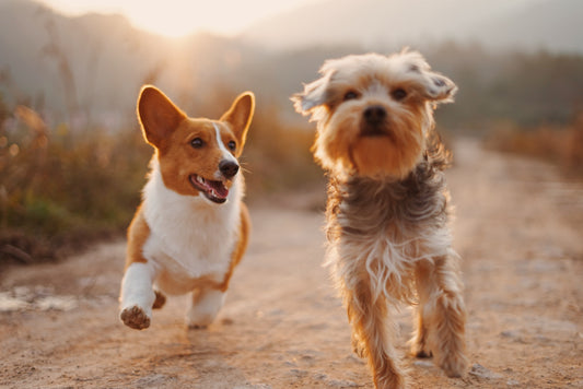 Top 10 Healthiest Dog Breeds: A Comprehensive Overview