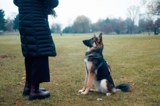 From Woof to Wag: Decoding Your Dog's Body Language